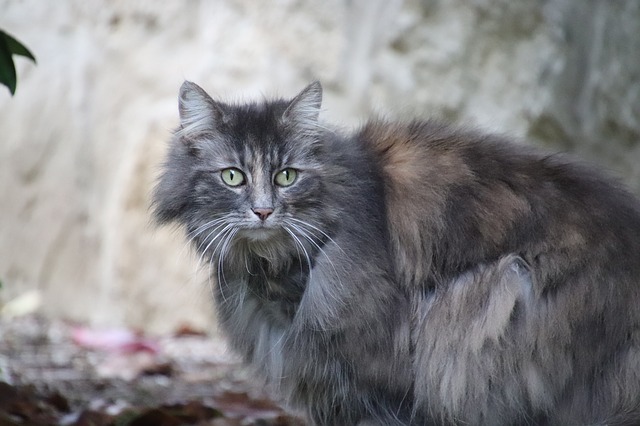 mačka