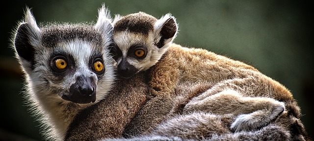 lemur.jpg